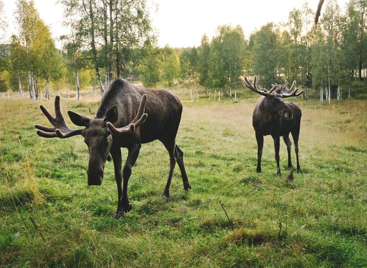 Älgvandringen: The Moose Migration That Went Viral in Sweden